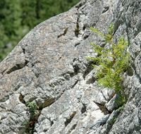 fileadmin/roha/images_galerie/Baum-natur-garten/Natur-Wildblumen-Landschaft/NATUR-BAUM-FELS-0002-D-roha-Natur-Fels-Baum-Gotzen-Alm.png