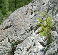 fileadmin/roha/images_galerie/Baum-natur-garten/Natur-Wildblumen-Landschaft/NATUR-BAUM-FELS-0002-D-roha-Natur-Fels-Baum-Gotzen-Alm.png