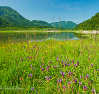 fileadmin/roha/images_galerie/orte_landschaft/Ruhpolding/RUH-LOED-0009-D-roha-Ruhpolding-Loedensee-Blumenwiese.png