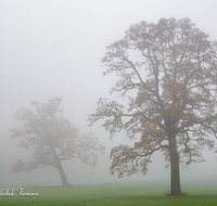 fileadmin/roha/images_galerie/Baum-natur-garten/Baeume/STIM-TEI-AN-RA-0015-D-roha-Stimmung-Teisendorf-Anger-Ramsau-Nebel-Eiche-Weg.png