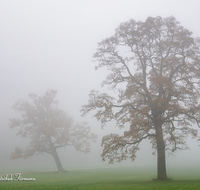 fileadmin/roha/images_galerie/Baum-natur-garten/Baeume/STIM-TEI-AN-RA-0015-D-roha-Stimmung-Teisendorf-Anger-Ramsau-Nebel-Eiche-Weg.png