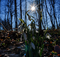 fileadmin/roha/images_galerie/Baum-natur-garten/Natur-Wildblumen-Landschaft/BL-SCHNEEGL-0052-D-M-roha-Blumen-Schneegloeckchen-Galanthus.png