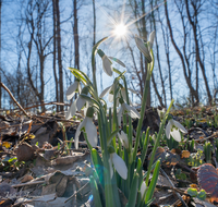 fileadmin/roha/images_galerie/Baum-natur-garten/Natur-Wildblumen-Landschaft/BL-SCHNEEGL-0052-D-M-roha-Blumen-Schneegloeckchen-Galanthus.png