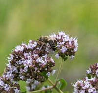 fileadmin/roha/images_galerie/Tiere/GAR-KRAEUT-ORIG-0004-D-roha-Garten-Kraeuter-Origano-Origanum-Biene-Apis-mellifera.png