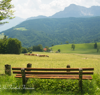 fileadmin/roha/images_galerie/orte_landschaft/Anger/Anger/Anger-Landschaft/LANDS-ANG-NEUH-0019-D-roha-Landschaft-Anger-Neuhaus-Hochstaufen-Bank-Kuh-Herde.png