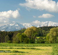 fileadmin/roha/images_galerie/orte_landschaft/Teisendorf/IN-LANDS-Teisendorf/LANDS-TEIS-OFFW-0002-D-roha-Landschaft-Teisendorf-Hochstaufen-Zwiesel-Offenwang-Landwirtschaft.png