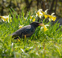 fileadmin/roha/images_galerie/Tiere/Vogel/TIE-VOEG-STAR-0011-08-D-roha-Tier-Vogel-Star-Sturnus-vulgaris.png