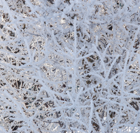 fileadmin/roha/images_galerie/Winter/WINT-WALD-0001-D-roha-Winter-Wald-Schnee-Rauhreif.png