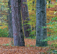 fileadmin/roha/images_galerie/Baum-natur-garten/Baeume/BAUM-WALD-HERB-0007-D-roha-Baum-Wald-Herbst-Laub-Blaetter-Geopark-Teisendorf.png