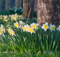 fileadmin/roha/images_galerie/Baum-natur-garten/Blumengarten-Blumen/BL-HAUSG-NARZ-0014-D-roha-Blumen-Hausgarten-Narzisse-Fruehling-Baumscheibe-Narcissus.png