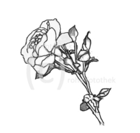 fileadmin/roha/images_galerie/Clipart/BL-HAUSG-ROSE-0015-D-roha-Clipart-Blumen-Hausgarten-Rose.jpg