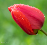 fileadmin/roha/images_galerie/Baum-natur-garten/Blumengarten-Blumen/BL-HAUSG-TULP-0052-D-roha-Hausgarten-Blumen-Tulpen-Tulipa-Regen.png