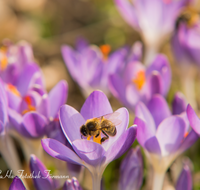 fileadmin/roha/images_galerie/Baum-natur-garten/Blumengarten-Blumen/BL-KROK-0014-01-D-roha-Blumen-Krokus-Fruehling-lila-Biene-crocus.png