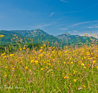 fileadmin/roha/images_galerie/orte_landschaft/Siegsdorf/SIE-REICHH-0004-D-roha-Siegsdorf-Reichhausen-Hochfelln-Hochgern-Chiemgauer-Berge-Blumenwiese.png