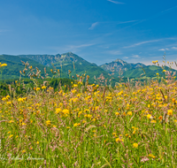 fileadmin/roha/images_galerie/orte_landschaft/Siegsdorf/SIE-REICHH-0004-D-roha-Siegsdorf-Reichhausen-Hochfelln-Hochgern-Chiemgauer-Berge-Blumenwiese.png