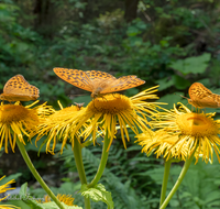 fileadmin/roha/images_galerie/Tiere/Insekten/TIE-SCHMETT-KAIS-0049-D-roha-Tier-Schmetterling-Kaisermantel-Argynnis-paphia.png