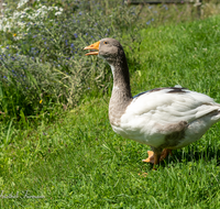 fileadmin/roha/images_galerie/Tiere/TIE-VOEG-GANS-0006-D-roha-Tiere-Voegel-Gans-Anserinae-Wiese.png