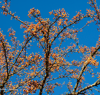 fileadmin/roha/images_galerie/Baum-natur-garten/Baeume/BAUM-WILD-APF-0003-D-roha-Baum-Strauch-Wildapfel-Holzapfel-Malus-sylvestris.png