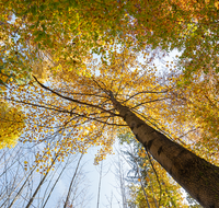 fileadmin/roha/images_galerie/orte_landschaft/Laufen/Osinger-Wald/LAUF-OSI-WA-0001-1231-D-roha-Laufen-Osinger-Wald-Herbst.png