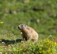 fileadmin/roha/images_galerie/Tiere/TIE-MURM-0012-D-roha-Tiere-Murmeltier-Blumenwiese-Funtensee.png