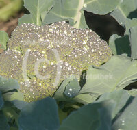 fileadmin/roha/images_galerie/Baum-natur-garten/Gemuese-Garten-Kraeuter-neu/GAR-GEM-BROK-0006-D-roha-Garten-Gemuese-Kohl-Brokkoli-Broccoli.jpg