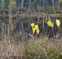 fileadmin/roha/images_galerie/orte_landschaft/Petting/Schoenramer-Moor/PE-SCHOENR-MOOR-0020-07-D-roha-Petting-Schoenramer-Moor-Herbst-Moos-Gras-Buche.png