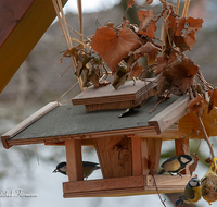 fileadmin/roha/images_galerie/Tiere/TIE-VOEG-HAEUSCH-0007-D-ADH-M-roha-Tiere-Vogel-Haeuschen-Futter-Kohlmeise.png