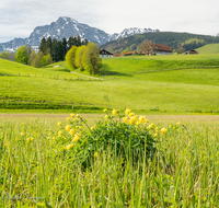 fileadmin/roha/images_galerie/Baum-natur-garten/Natur-Wildblumen-Landschaft/AN-HOE-0085-01-7-27-D-roha-Anger-Hoeglwoerth-Biotop-Trollius-europaeus.png