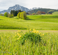 fileadmin/roha/images_galerie/Baum-natur-garten/Natur-Wildblumen-Landschaft/AN-HOE-0085-01-7-27-D-roha-Anger-Hoeglwoerth-Biotop-Trollius-europaeus.png