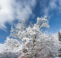 fileadmin/roha/images_galerie/Winter/BAUM-WINT-0001-D-roha-Baum-Winter-Schnee.png