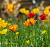 fileadmin/roha/images_galerie/Baum-natur-garten/Blumengarten-Blumen/BL-HAUSG-TULP-0025-D-roha-Hausgarten-Blumen-Tulpen-Tulipa-Fruehling.png