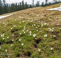 fileadmin/roha/images_galerie/Baum-natur-garten/Natur-Wildblumen-Landschaft/BL-KROK-WILD-0006-D-roha-Blume-Wildkrokus-Crocus-vernus-Stoisser-Alm.png