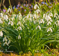 fileadmin/roha/Interessantes-in-Kurzform/BL-SCHNEEGL-0017-D-roha-Blumen-Schneegloeckchen-Galanthus.png