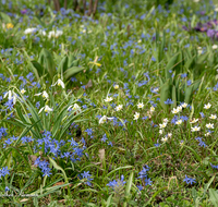 fileadmin/roha/images_galerie/Baum-natur-garten/Natur-Wildblumen-Landschaft/BL-WIESE-FRUEHL-0001-01-D-roha.png