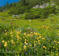 fileadmin/roha/images_galerie/Baum-natur-garten/Natur-Wildblumen-Landschaft/BL-WIESE-FUNT-0005-D-roha-Berg-Blumenwiese-Funtensee-Nationalpark-Wanderer.png