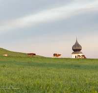 fileadmin/roha/images_galerie/Tiere/Kuh-Schaf-Pferd-Ziege/SURB-KUH-0002-D-roha-Surberg-Kirche-Landwirtschaft-Kuehe.png