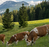 fileadmin/roha/hintergrund/TEI-STO-KUH-0028-D-roha-Teisendorf-Anger-Stoisser-Alm-Kuh-Hochstaufen-Zwiesel.png