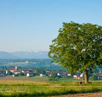 fileadmin/roha/images_galerie/Baum-natur-garten/Baeume/WAG-SEE-TETT-0012-D-roha-Waginger-See-Tachinger-See-Tettenhausen-Baum.png