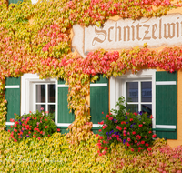 fileadmin/roha/images_galerie/orte_landschaft/Anger/Aufham/AUF-SCHNITZLW-0007-D-ADH-roha-Aufham-Anger-Schnitzlwirt-Herbst-Wilder-Wein-Blumenschmuck.png