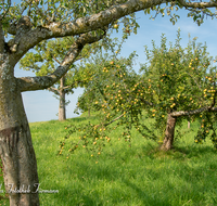 fileadmin/roha/images_galerie/Baum-natur-garten/Baeume/BAUM-APFEL-OBST-0027-D-roha-Baum-Obst-Apfelbaum-Apfel-Grafenberg.png