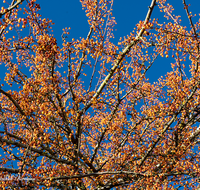 fileadmin/roha/images_galerie/Baum-natur-garten/Baeume/BAUM-WILD-APF-0001-D-roha-Baum-Strauch-Wildapfel-Holzapfel-Malus-sylvestris.png