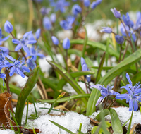 fileadmin/roha/Interessantes-in-Kurzform/BL-BLAUST-0014-D-roha-Blumen-Blaustern-Josefsbluemchen-Scilla-bifolia-Fruehling-Schnee.png