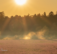 fileadmin/roha/Interessantes-in-Kurzform/ab-4-2021/BL-WIESE-TEIS-PAT-SO-0001-D-M-roha-Blumenwiese-Patting-Teisendorf-Sonnenaufgang.png