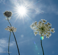 fileadmin/roha/images_galerie/Baum-natur-garten/Natur-Wildblumen-Landschaft/BL-WIESE-UF-MOE-0009-D-roha-Blumenwiese-Wilde-Moehre-Bluete-Daucus-carota-subsp.png