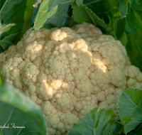 fileadmin/roha/images_galerie/Baum-natur-garten/Gemuese-Garten-Kraeuter-neu/GAR-GEM-0012-01-D-ADH-roha-Garten-Gemuese-Kohl-Blumenkohl.png