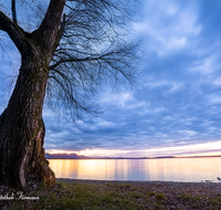 fileadmin/roha/images_galerie/stimmung-Sonne/Sonnenuntergang/SON-UN-CHIEM-0080-D-roha-Sonne-Sonnenuntergang-Chiemsee-Chieming-Wasser-Baum.png