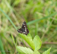 fileadmin/roha/images_galerie/Tiere/Insekten/TIE-SCHMETT-LAND-0001-D-roha-Tier-Schmetterling-Landkaertchen-Araschnia-levana.png