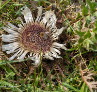 fileadmin/roha/images_galerie/Baum-natur-garten/Natur-Wildblumen-Landschaft/BL-BERG-DIST-0010-D-roha-Blumen-Berg-Silber-Distel-Biene-Almwiese.png