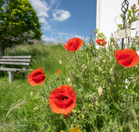 fileadmin/roha/images_galerie/Baum-natur-garten/Haus-Blumenschmuck-Deko/LANDA-BLU-DEK-0003-D-roha-Landart-Blumen-Deko-Bank.png