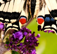 fileadmin/roha/images_galerie/Tiere/TIE-SCHMETT-SCHW-0011-D-roha-Tier-Schmetterling-Schwalbenschwanz.png